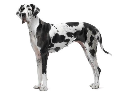 Great Dane Dog Breed Information Purina